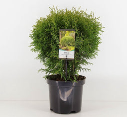 Thuja occidentalis 'Little Giant' - Westerse levensboom - Planthoogte: 25-30 cm - Pot Ø 19 cm (3 liter)