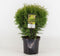Thuja occidentalis 'Little Giant' - Westerse levensboom - Planthoogte: 25-30 cm - Pot Ø 19 cm (3 liter)