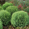 Thuja occidentalis 'Little Giant' - Westerse levensboom - Planthoogte: 25-30 cm - Pot Ø 19 cm (3 liter)