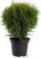 Thuja occidentalis 'Little Giant' - Westerse levensboom - Planthoogte: 25-30 cm - Pot Ø 19 cm (3 liter)