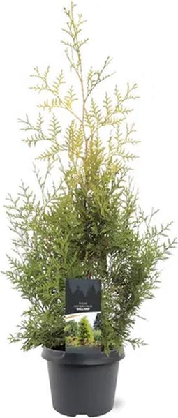 Thuja occidentalis 'Salland' - Westerse levensboom - Planthoogte: 60-80 cm - Pot Ø 19 cm (3 liter)