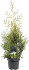 Thuja occidentalis 'Salland' - Westerse levensboom - Planthoogte: 60-80 cm - Pot Ø 19 cm (3 liter)