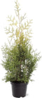 Thuja occidentalis 'Salland' - Westerse levensboom - Planthoogte: 60-80 cm - Pot Ø 19 cm (3 liter)