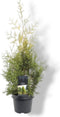 Thuja occidentalis 'Salland' - Westerse levensboom - Planthoogte: 60-80 cm - Pot Ø 19 cm (3 liter)