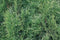 Thuja occidentalis smaragd 200 cm