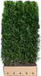 Thuja occidentalis smaragd 200 cm