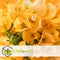 Plant in a Box - Bougainvillea 'Dania' - Bougainvillea op rek - Gele bloemen - Klimplant - Tuinplant - Pot 17cm - Hoogte 50-60cm