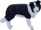 Mojo Farmland Border Collie - 387203
