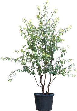 Tibetaanse sierkers meerstammig Prunus serrula 187,5 cm