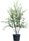 Tibetaanse sierkers meerstammig Prunus serrula 187,5 cm