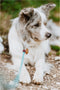 TICKLESS ECO PET - Anti Teek