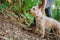 TICKLESS ECO PET - Anti Teek