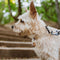 TICKLESS ECO PET - Anti Teek