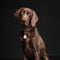 TICKLESS PET - Beige - Anti Teek