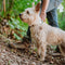 TICKLESS PET - Black - Anti Teek