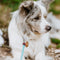 TICKLESS PET - Black - Anti Teek
