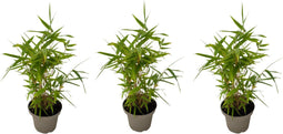 Plant in a Box - Bamboe - Set van 3 - Fargesia nitida 'Black Dragon' - Hoogte 25-40cm - ⌀14cm