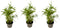 Plant in a Box - Bamboe - Set van 3 - Fargesia nitida 'Black Dragon' - Hoogte 25-40cm - ⌀14cm