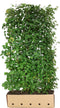 Tilia cordata 200 cm