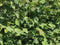 Tilia cordata 250 cm