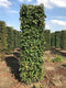 Tilia cordata 250 cm
