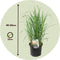 Plant in a Box - Panicum virgatum 'Heavy Metal' - Set van 2 - Vingergras - Siergras - Tuinplant - ⌀ 23 cm - Hoogte 40-60 cm