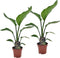 Plant in a Box - Strelitzia Nicolai - Set van 2 - Paradijsvogelplant - Zeer geschikt als kamerplant - Top 12cm - Hoogte 40-50cm