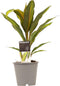 Cordyline Kiwi ↨ 40cm - hoge kwaliteit planten