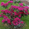 Rhododendron Nova Zembla | Rhododendron 'Nova Zembla' | Bomenbezorgd.nl