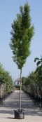 Zuil haagbeuk | Carpinus betulus 'Fastigiata' 14-18 cm 200-240 cm| Bomenbezorgd.nl