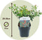 Plant in a Box - Ilex Alaska - Set van 2 - Groenblijvende tuinplant - kleur uw herfst- en wintertuin - Pot 17cm - Hoogte 25-35cm