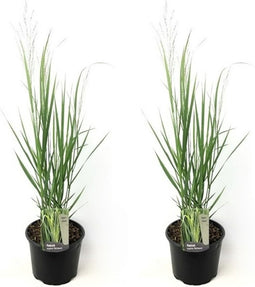 Plant in a Box - Panicum virgatum - Set van 2 - Panicum northwind siergras winterhard - Pot 23cm - Hoogte 40-60cm