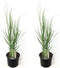 Plant in a Box - Panicum virgatum - Set van 2 - Panicum northwind siergras winterhard - Pot 23cm - Hoogte 40-60cm