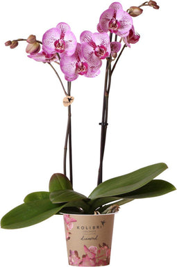 Kolibri Orchids | Paarse Phalaenopsis orchidee - Mineral violet Joyride - potmaat 12 cm | bloeiende kamerplant - vers van de kweker
