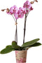 Kolibri Orchids | Paarse Phalaenopsis orchidee - Mineral violet Joyride - potmaat 12 cm | bloeiende kamerplant - vers van de kweker