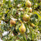 Plant in a Box - Pyrus communis 'Conference' perenboom - Fruitboom - Pot 21cm - Hoogte 90-100cm