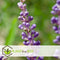 Plant in a Box - Liriope muscari 'Ingwersen' - Set van 3 - Winterharde siergrassen - Pot 14cm - Hoogte 25-35cm