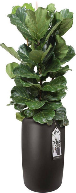 Ficus Lyrata Elho pure beads large walnut brown ↨ 110cm - hoge kwaliteit planten