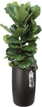 Ficus Lyrata Elho pure beads large walnut brown ↨ 110cm - hoge kwaliteit planten