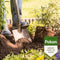 Pokon Bio Aanplantgrond - Tuinplanten Bomen Hagen - 30l - 100 dagen voeding - turfvrij