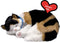 Perfect Petzzz Soft Lapjeskat