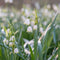 Plant in a Box - Leucojum Aestivum - x20 - Zomerklokje - Bloembollen voor Tuin, Terras of Balkon