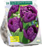 Tulipa (Tulpen) bloembollen - Dubbel Laat Negrita Double - 1 x 20 stuks