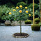 Plant in a Box - Rosa Palace 'Mysore’ - Gele stamroos voor binnen,tuin,terras of balkon - Pot 19cm - Hoogte 80-100cm