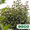 Bol Photinia Photinia f. Red Robin h 225 cm st. omtrek 8 cm st. h 1...