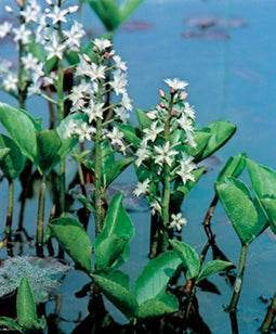 Menyanthes trifoliata P9