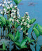 Menyanthes trifoliata P9