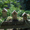 Best for Birds Koolmees Vogelhuisje - Hout - 14 x 17 x 30 cm