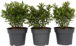 Plant in a Box - Hebe All Blooms 'Ranaia' - Rood - Hebe - Set van 3 - Tuinplant - Winterhard - Pot 13cm - Hoogte 30-35cm