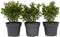 Plant in a Box - Hebe All Blooms 'Ranaia' - Rood - Hebe - Set van 3 - Tuinplant - Winterhard - Pot 13cm - Hoogte 30-35cm